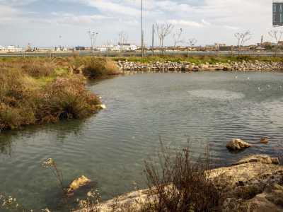 Il torrente sfocia infine in un vero e proprio laghetto dove nuotano placidi alcuni gabbiani...